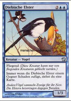 Diebische Elster Thieving Magpie